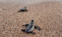 Caretta yavruları denizle buluştu