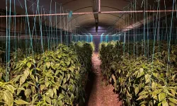 Zirai don riski kapıda