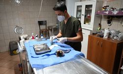 Kemer'de sokak hayvanları kısırlaştırılıp aşıları yapıldı