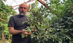 Alanya tropikal meyvede zirvede