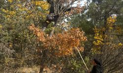 Akseki'de 30 yıl önce aşılanan meyveler halkın geliri oldu