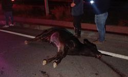 Ağıldan kaçan ineğe araçlar çarptı