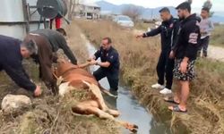 Serik'te inek sulama kanalına düştü