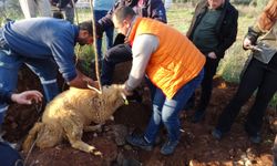 2 koyun düştükleri 5 metrelik kuyudan kurtarıldı