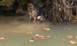 Dereye düşen köpek kurtarıldı