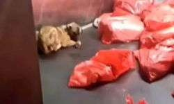 Barınakta çöp poşetlerindeki ölü köpekler için soruşturma