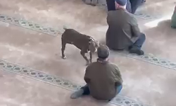 Cuma vaazı sırasında camiye pitbul girdi