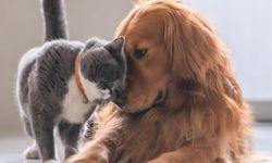 Evcil hayvan sahiplerine uyarı