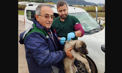 Kedi ve köpeklere çip uygulaması