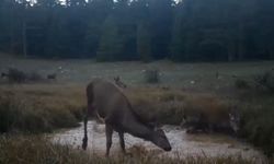 Kızıl geyikler fotokapana yakalandı