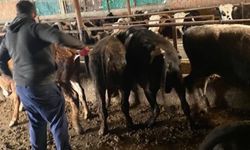 Kaçak hayvanlar ölümlere sebep oluyor