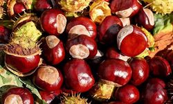 ‘İbradı Kestanesi’ tescil yolunda