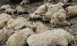 Manavgat'ta köpek saldırısı: 15 koyun telef