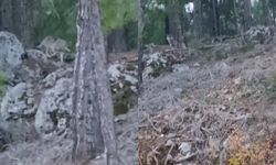 Alanya'da aç kalan kurtlar şehre indi