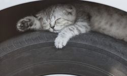 Soğuk havalar sokak hayvanları için tehlike oluşturuyor