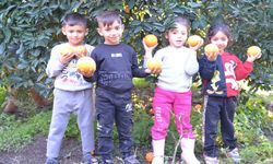 Çoluk çocuk bahçede: Finike’de portakal hasadı