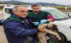Kedi ve köpeklere çip uygulaması