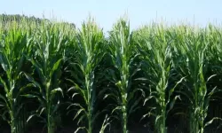 Su verimi için mısır ithal edilebilir