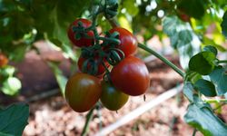 Raflarda ürün kalmıyor! Üniversite'nin ürünlerine yoğun ilgi