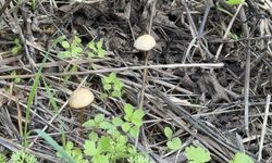 Mantar tüketirken hastanelik olmayın