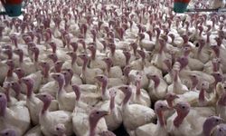 Yılbaşı hindisi 1000 TL