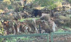 Marmaris’te domuz istilası sürüyor