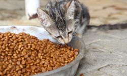 Aksu'da yüzlerce hayvan aşılandı