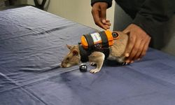 Kahraman fareler hayat kurtaracak