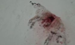 Kurtlar köyün kabusu oldu