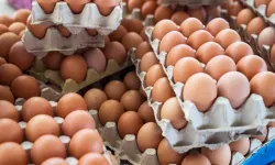Yumurta tüketiminde ve enflasyonunda Türkiye zirvede