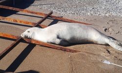 Akdeniz foku sahilde görüldü