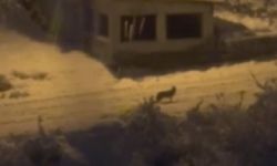 Aç kalan tilki mahalleye indi