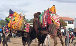 Şap hastalığı deve güreşlerini engelledi