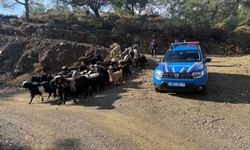 Kayıp küçükbaş hayvanlar bulundu