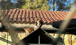 'Fıstık' yeni yaşantısına uyum sağladı