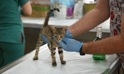 Kepez'de 15 bin 782 sokak hayvanına bakım