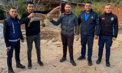 Yaralı atmaca tedavi sonrası doğaya bırakıldı