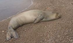 Akdeniz foku denize salındı