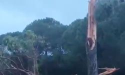 Yıldırım ağacı parçalara ayırdı