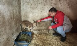 Yaban keçisi tedavi altına alındı