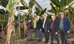 Manavgat'ta seralarda inceleme