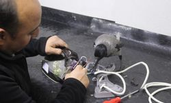 Tamirci çırağı karga