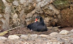 Antalya'da kuğular kuluçkada