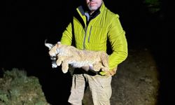 Akdeniz ekosistemi için gösterge tür: Karakulak