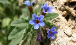 Cezası 699 bin 245 TL