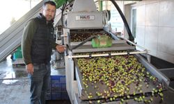 Kumluca'da zeytin sevinci