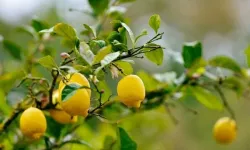 Limon ithalatına vergi indirimi