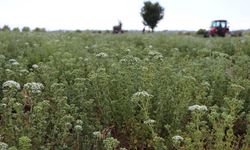 Kekik fiyatları 300 TL’ye dayandı