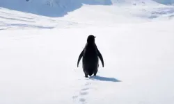 ‘Nihilist Penguen’ sosyal medyayı salladı