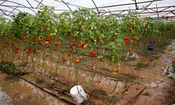 Yağmur ve hortum, sebze-meyveyi vurdu
